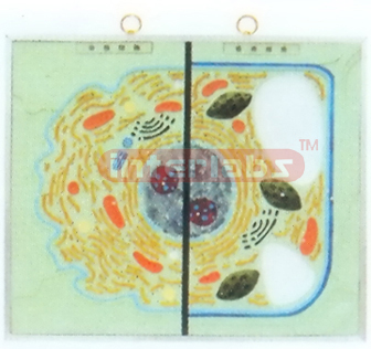 ULTRASTRUCTURE OF ANIMAL AND PLANT CELL